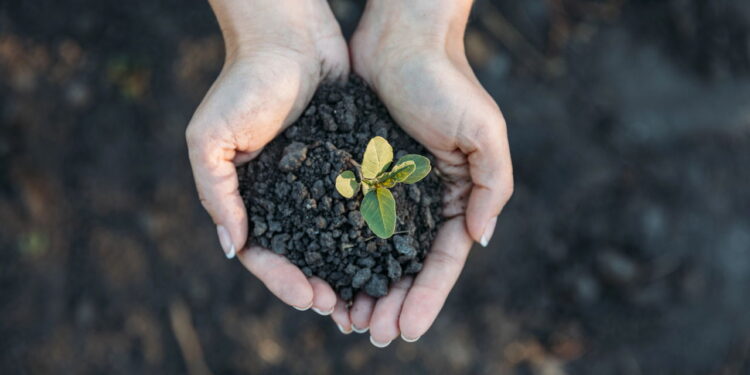 Café, ovo ou banana: qual casca é mais nutritiva para o solo?