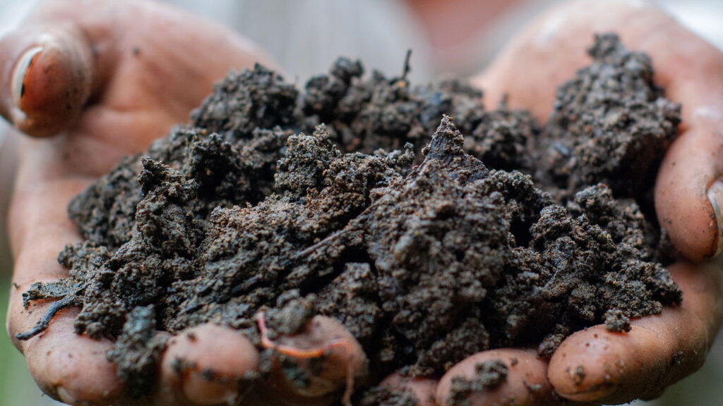 Nem borrifar água, nem sol direto: truque que recupera plantas murchas
