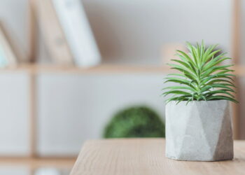 As 5 suculentas que são tendência para decoração moderna