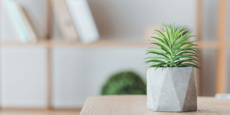 As 5 suculentas que são tendência para decoração moderna