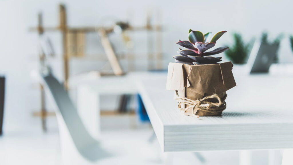 As 5 suculentas que são tendência para decoração moderna