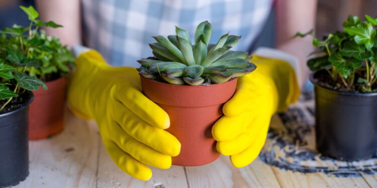 As plantas perfeitas para quem quer beleza no quintal sem esforço