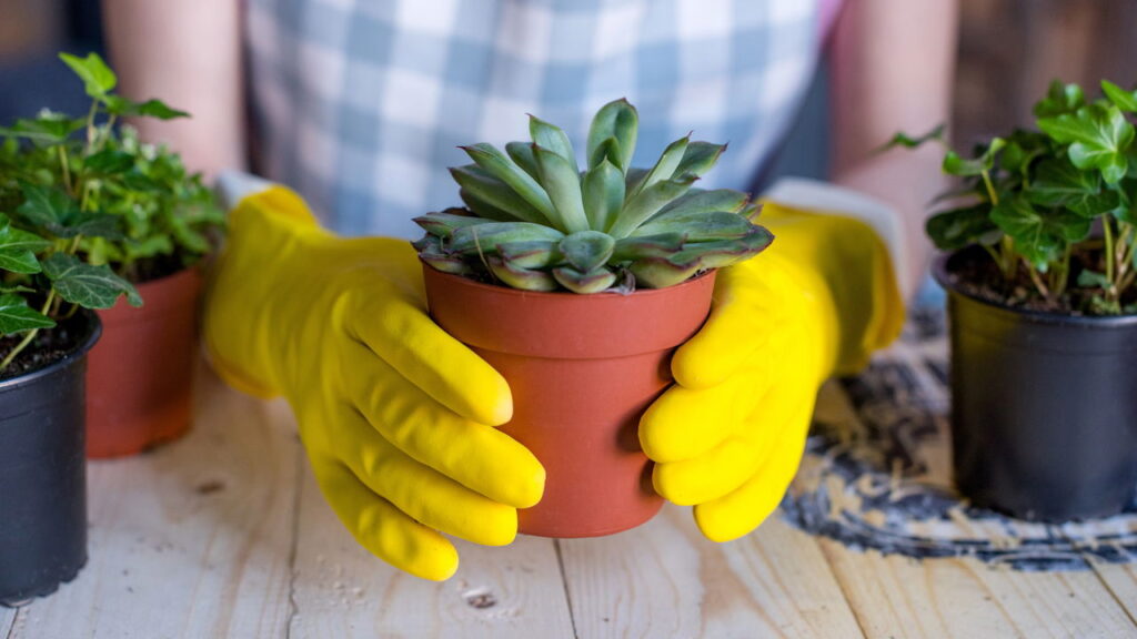 Plantas que dão charme a qualquer cozinha moderna