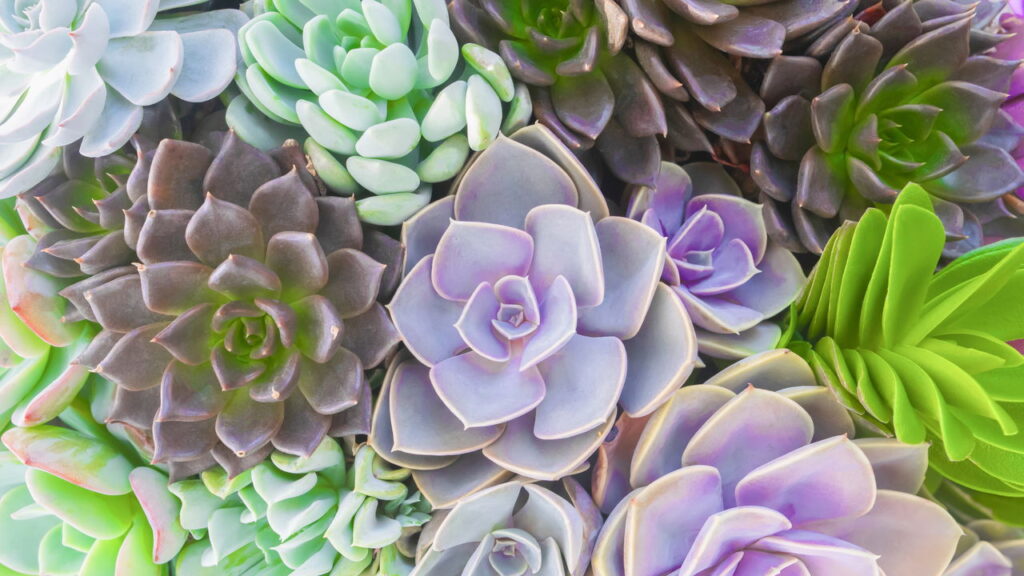 As plantas perfeitas para quem quer beleza no quintal sem esforço