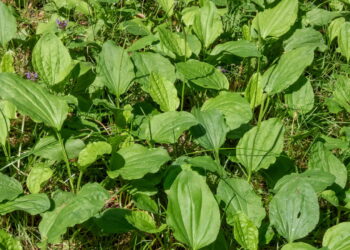 As 8 plantas que curam pequenos machucados e arranhões