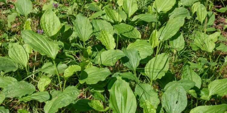 As 8 plantas que curam pequenos machucados e arranhões