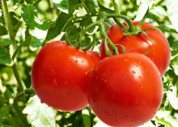 Fruta muito consumida no mundo é surpreendentemente fácil de cultivar!