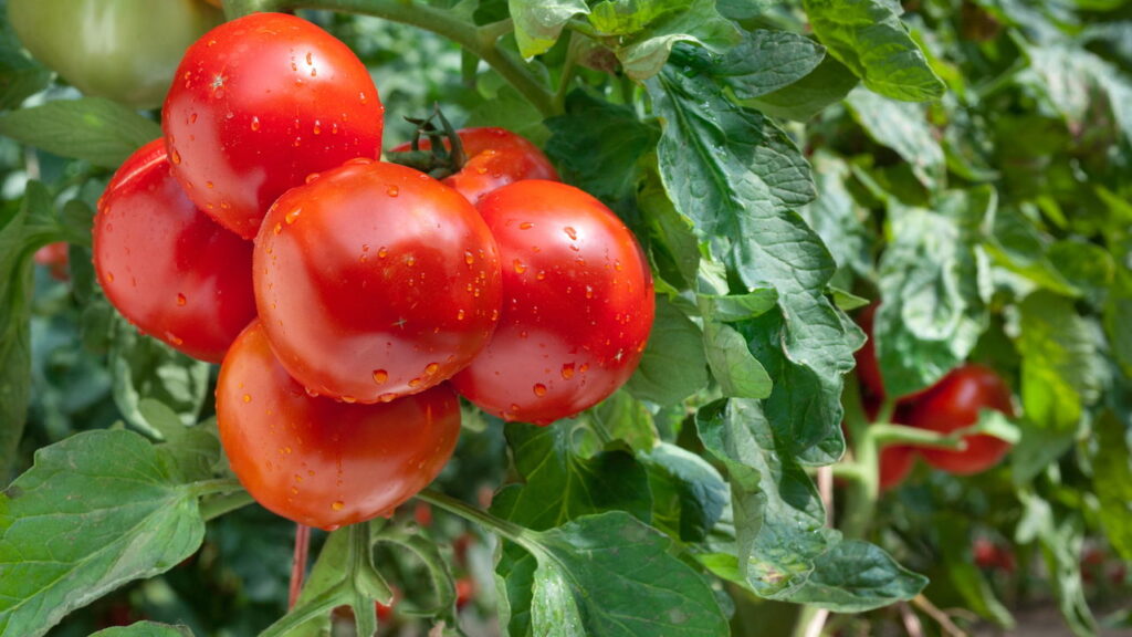 Os fertilizantes naturais mais eficazes para turbinar tomates
