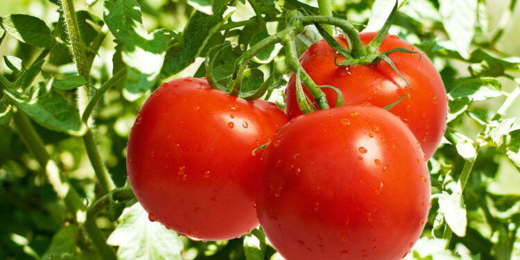 Os fertilizantes naturais mais eficazes para turbinar tomates