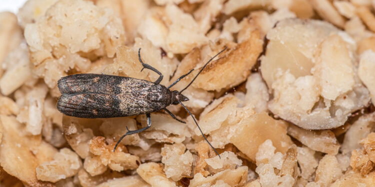 O melhor truque caseiro para se livrar das traças de alimentos