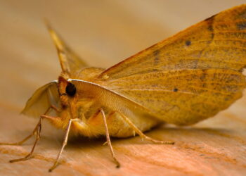 Diga adeus às traças de alimentos com esse truque caseiro simples