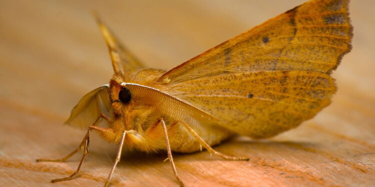 Diga adeus às traças de alimentos com esse truque caseiro simples