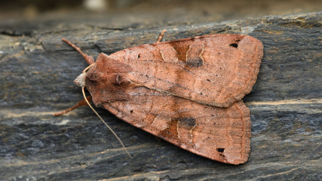 Diga adeus às traças de alimentos com esse truque caseiro simples