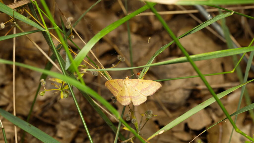Diga adeus às traças de alimentos com esse truque caseiro simples