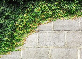 A planta perfeita para transformar muros da sua casa