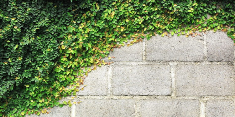 A planta perfeita para transformar muros da sua casa