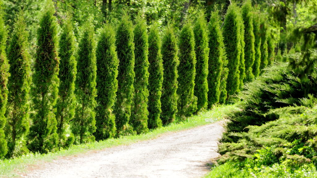 As 3 melhores plantas para cerca viva bonita e funcional