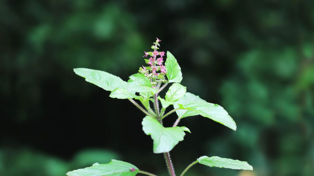Faça isso se os insetos atacarem seu manjericão sagrado