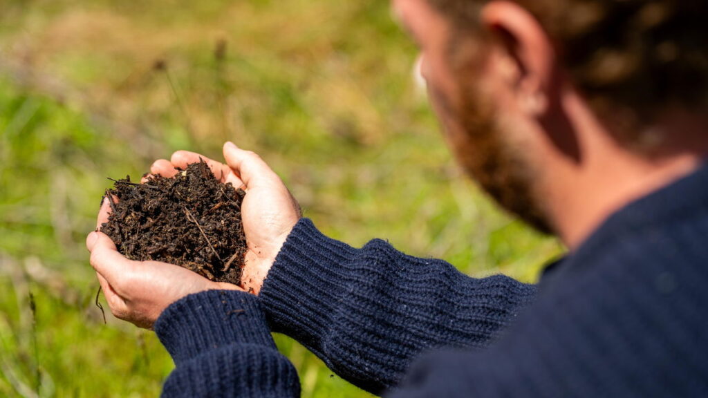 Como evitar que suas plantas fiquem com folhas amareladas