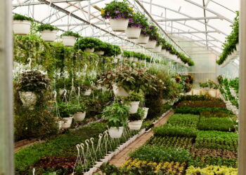 As 7 plantas que prosperam e melhoram o ar em ambientes úmidos da sua casa!