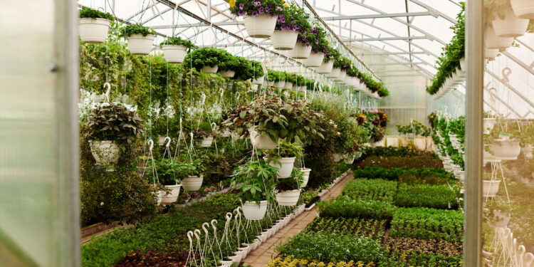 As 7 plantas que prosperam e melhoram o ar em ambientes úmidos da sua casa!