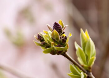 O que mostra que sua planta não vai florescer e é hora de deixar a natureza agir