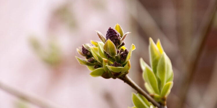 O que mostra que sua planta não vai florescer e é hora de deixar a natureza agir