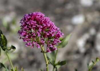 Essa erva medicinal promete transformar sua saúde sem exigir esforço no cultivo!