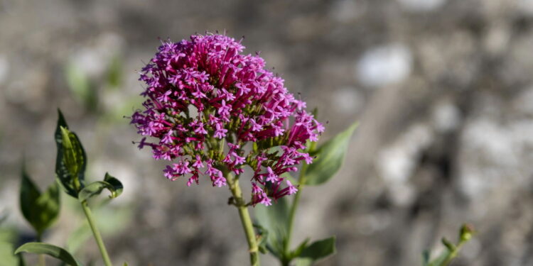 Essa erva medicinal promete transformar sua saúde sem exigir esforço no cultivo!