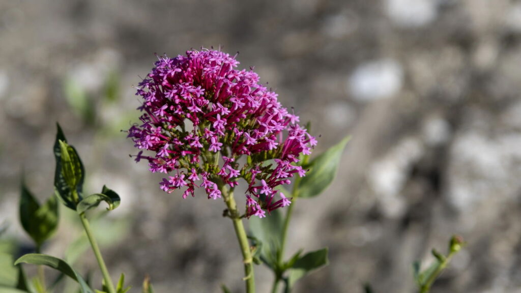 Essa planta é o calmante natural para noites tranquilas