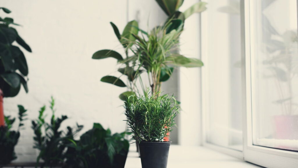 Essas plantas podem proteger sua casa de mosquitos transmissores