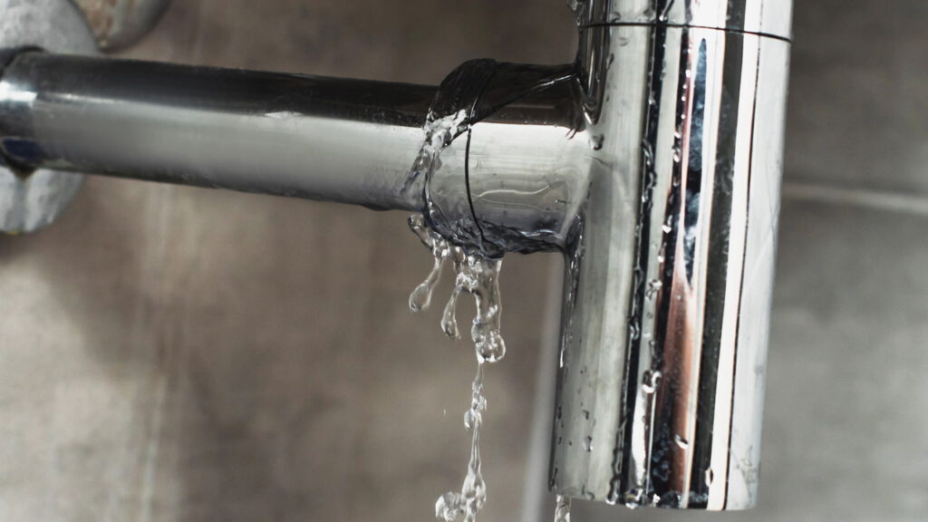 Por que as formigas aparecem em banheiros mesmo sem comida?