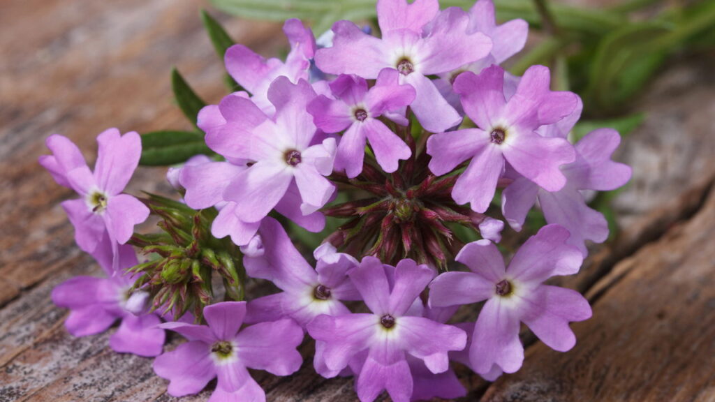 As 10 plantas que atraem borboletas para o jardim