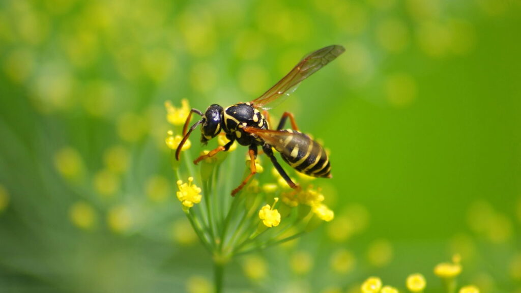 Tudo que você precisa é de um jornal. As vespas desaparecerão em pouco tempo