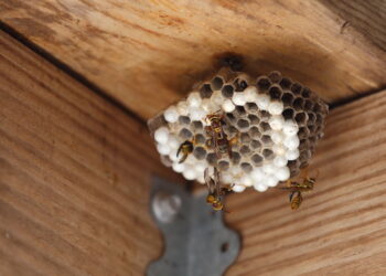 Tudo que você precisa é de um jornal. As vespas desaparecerão em pouco tempo