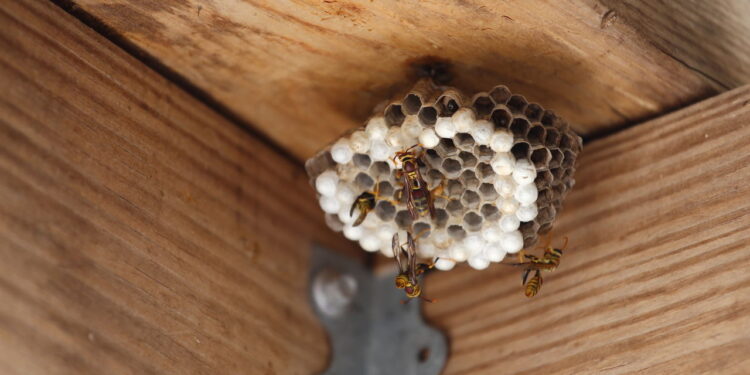 Tudo que você precisa é de um jornal. As vespas desaparecerão em pouco tempo