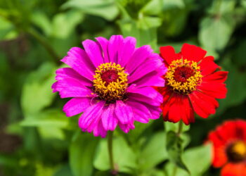 Com cores vibrantes e pétalas lindas ela ainda é simples de cultivar em seu jardim