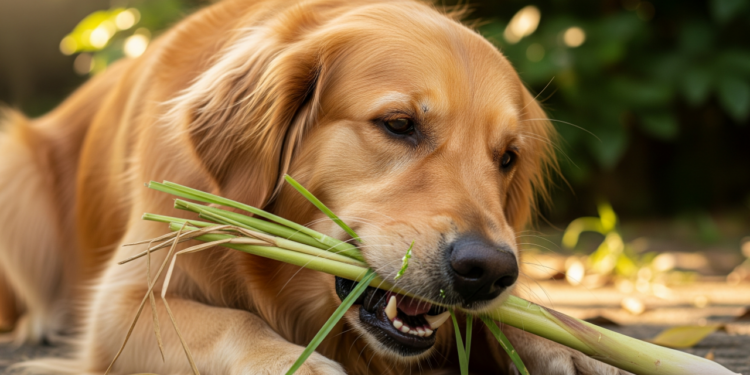 As plantas mais perigosas para pets que você tem em casa
