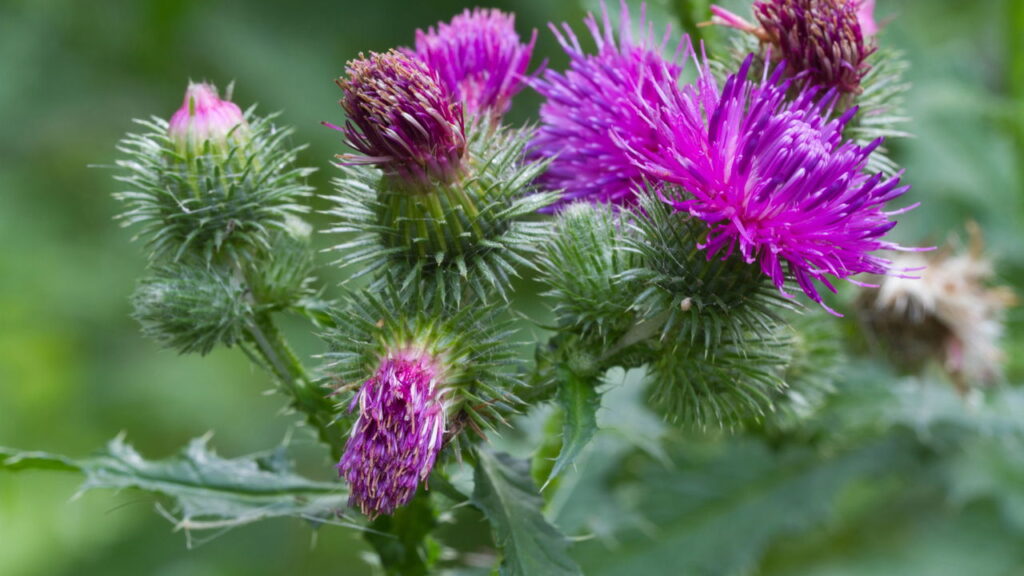 Abrolho: A planta que impulsiona a testosterona e a energia sexual