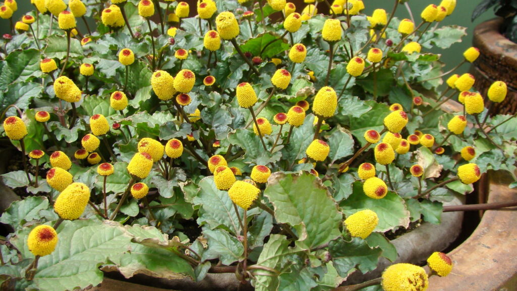 Plantas medicinais populares no Brasil revelam usos surpreendentes