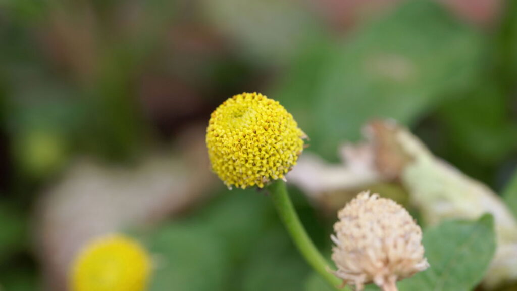 A planta medicinal mais poderosa contra dor e inflamação