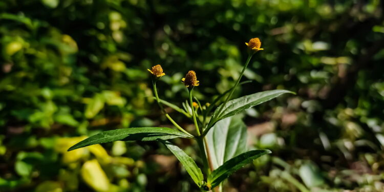 A planta medicinal mais poderosa contra dor e inflamação