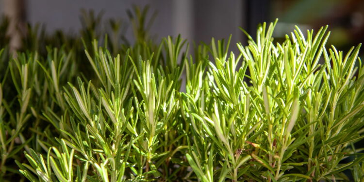 Quanto sol o alecrim precisa para crescer forte e saudável?