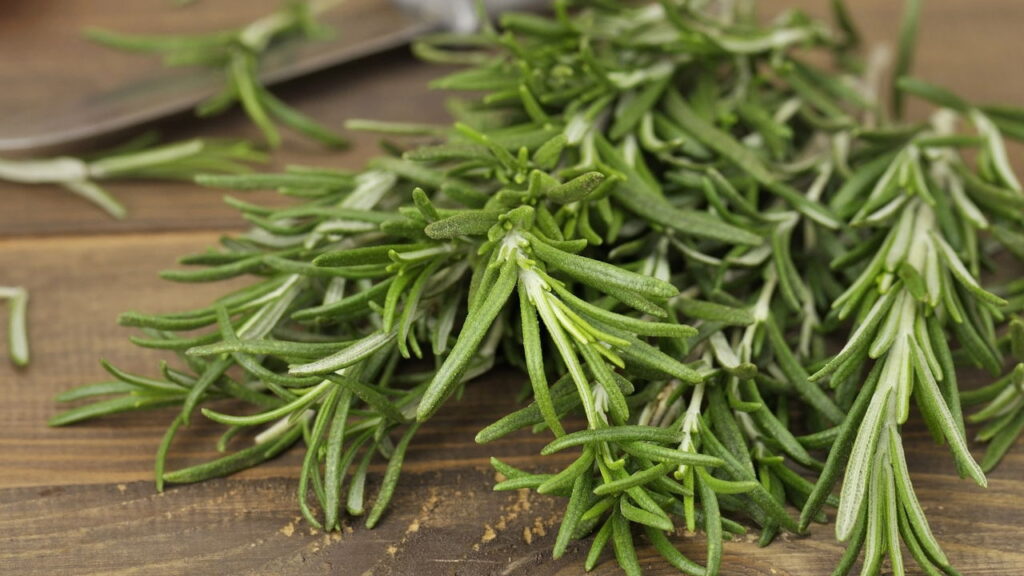 O segredo das plantas que recarregam a energia de cada signo