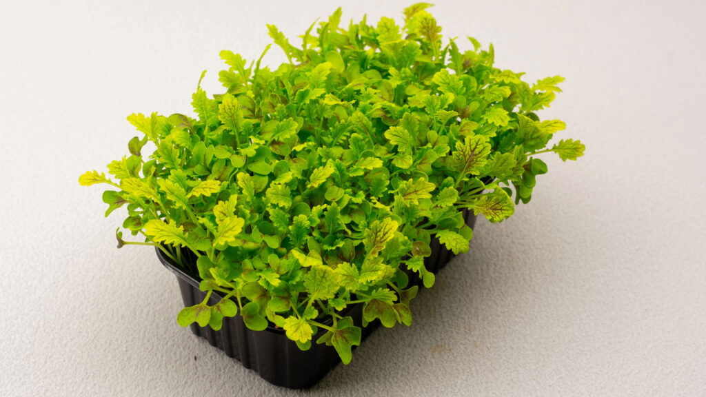 Receitas com brotos para suporte à saúde cognitiva