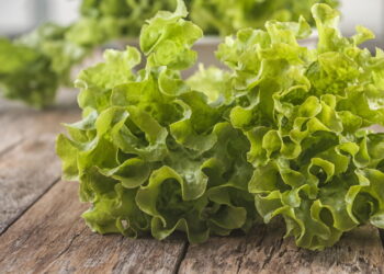 Como conservar folhas de alface americana por semanas na geladeira