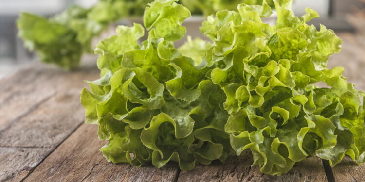 Como conservar folhas de alface americana por semanas na geladeira