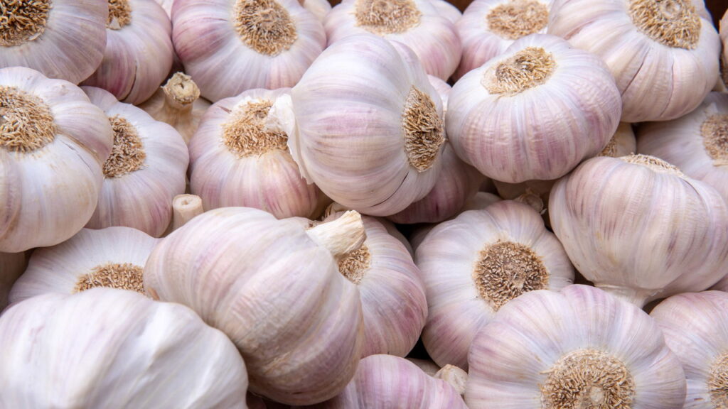 Plante alho em casa e multiplique sua pequena produção a cada estação