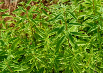 Essa erva calmante virou o xodó de quem sofre com insônia