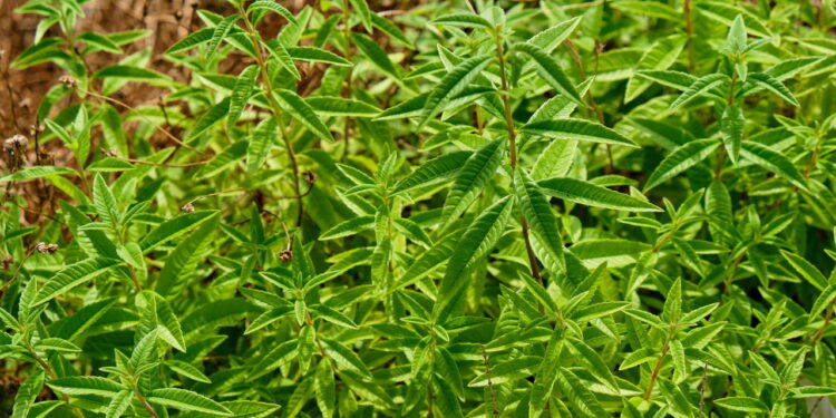 Essa erva calmante virou o xodó de quem sofre com insônia